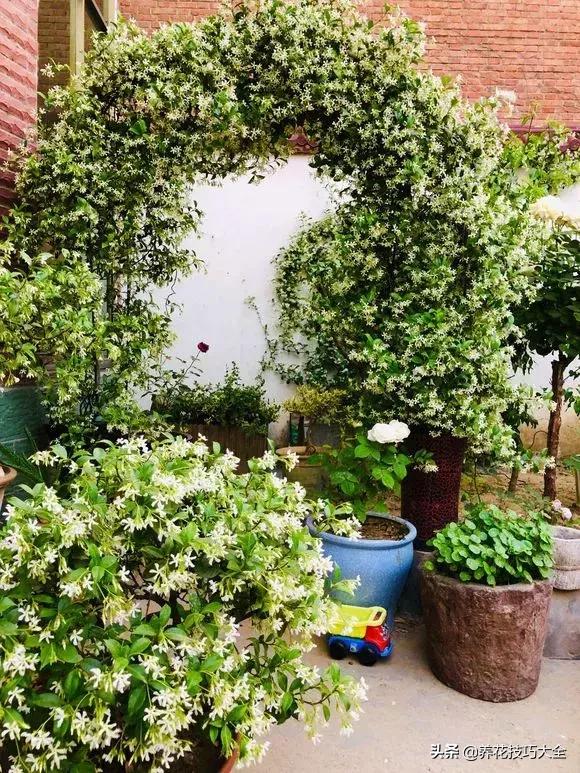 这十种爬藤花一开就是三年,3种极品爬藤花30天爬满庭院农村