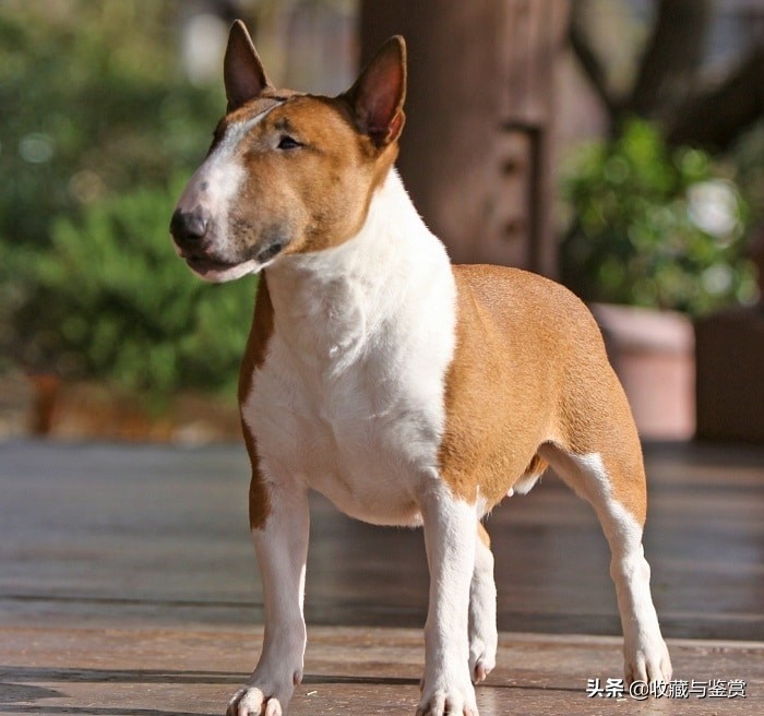 世界上昂贵的25个犬种