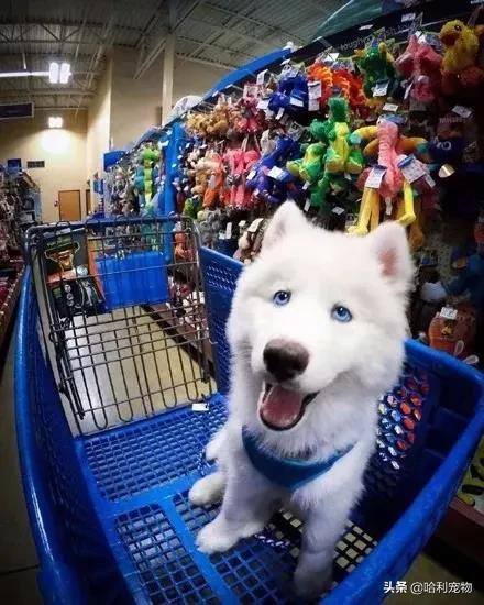 哈士奇和萨摩耶生的孩子长什么样,哈士奇和萨摩的孩子能长到多少斤