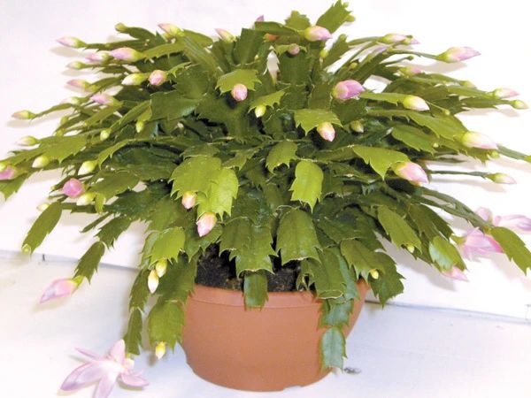 室内蟹爪兰如何养,室内养蟹爪兰的正确方法