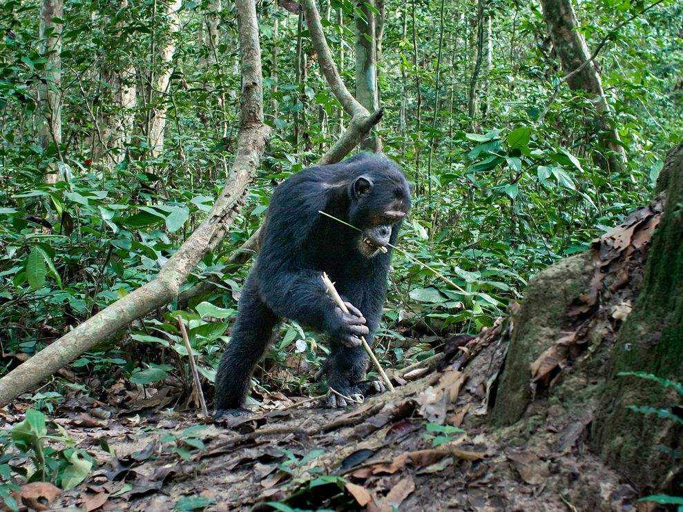 人类全身褪去毛发后，为什么只留下了阴毛、腋毛和头发？