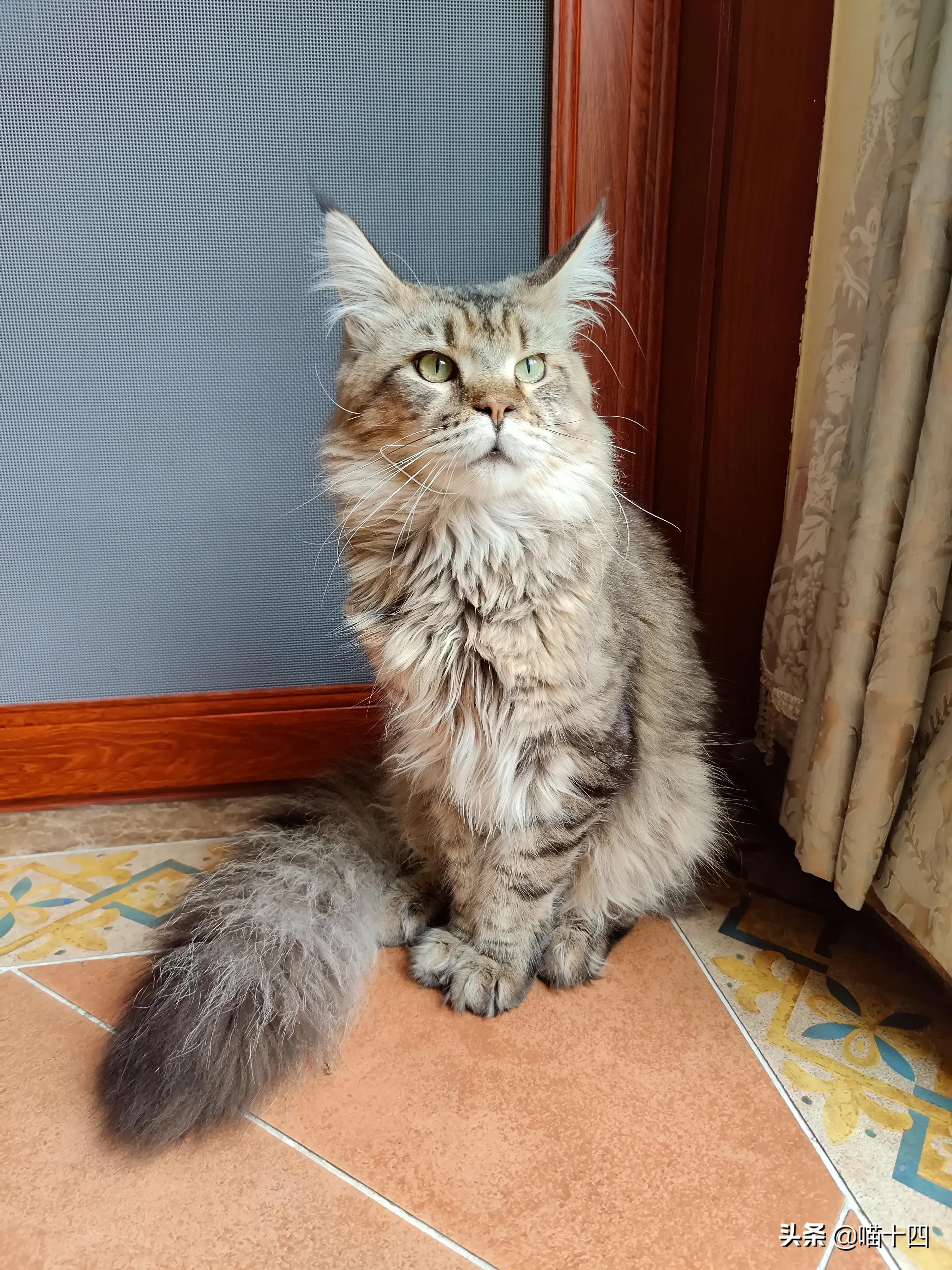 别让宠物医院榨干铲屎官的钱包——小毛病，不求人「外创篇-下」