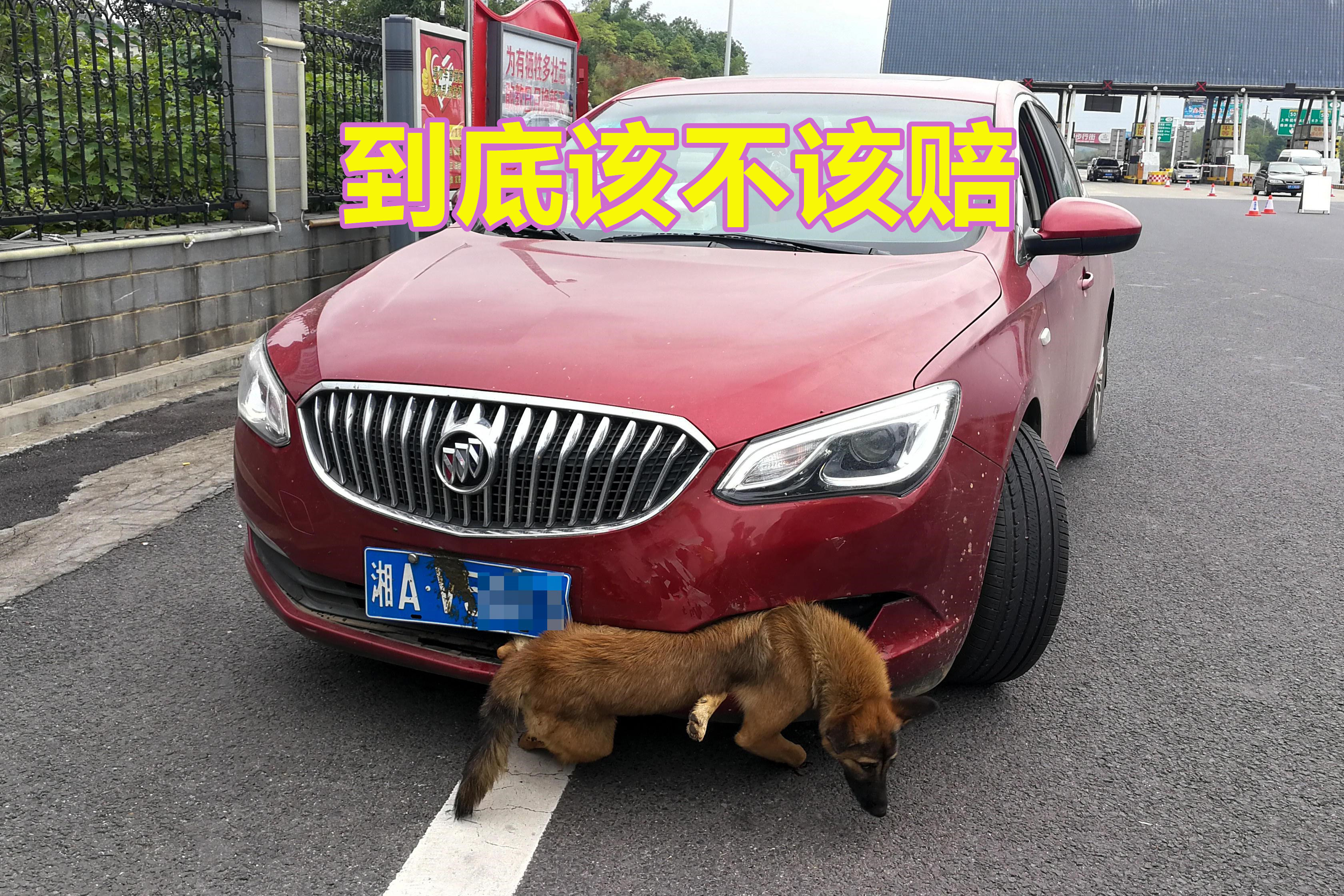 开车撞到宠物如何解决,开车撞到宠物狗怎么办