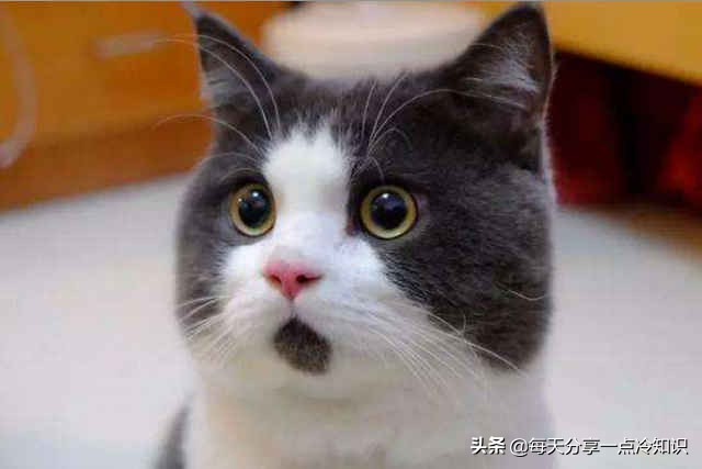 世界上最有名的12只猫咪,世界上十大最可爱的猫咪排名