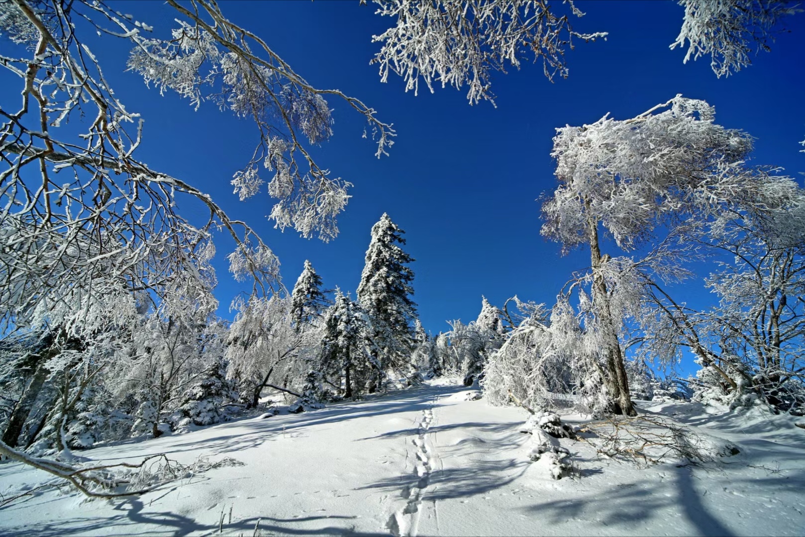 长白山猎人闻风丧胆,长白山雪原狼
