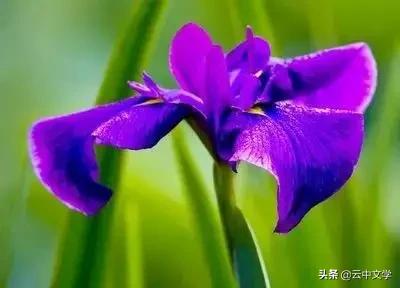 花语大全100种花图片,100种花的花语太全了