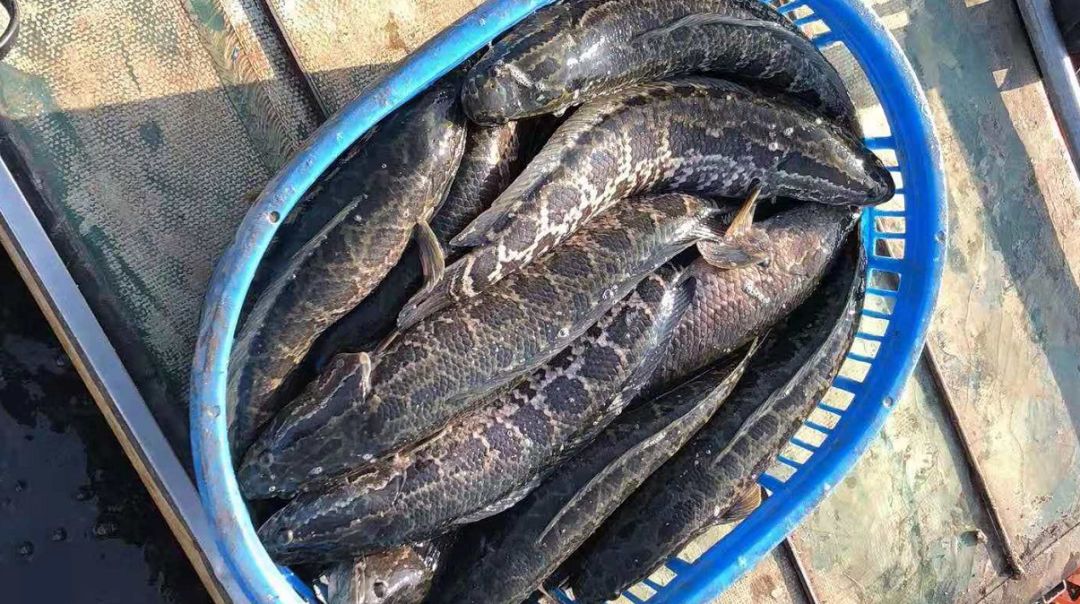 养殖什么鱼不用喂还能长大,养殖鱼长得快的秘密