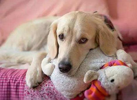 狗狗太怕铲屎官该怎么办,狗狗坚决不想走路跟铲屎官杠到底