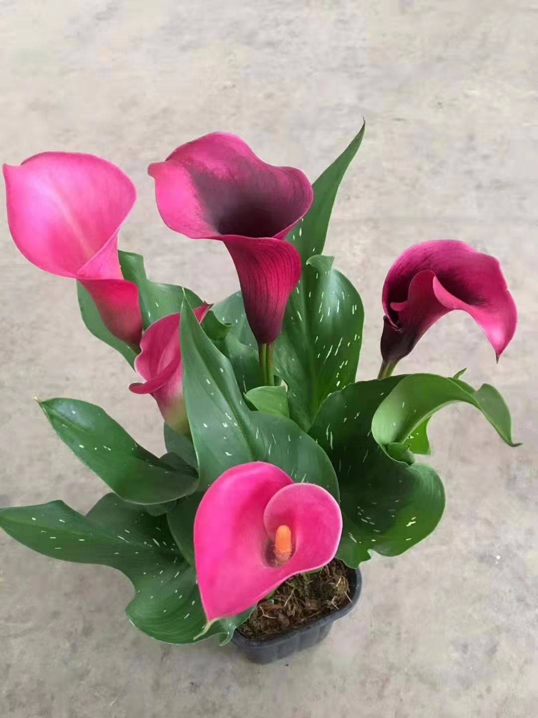 马蹄莲怎么养殖,彩色马蹄莲秋天的养殖和护理