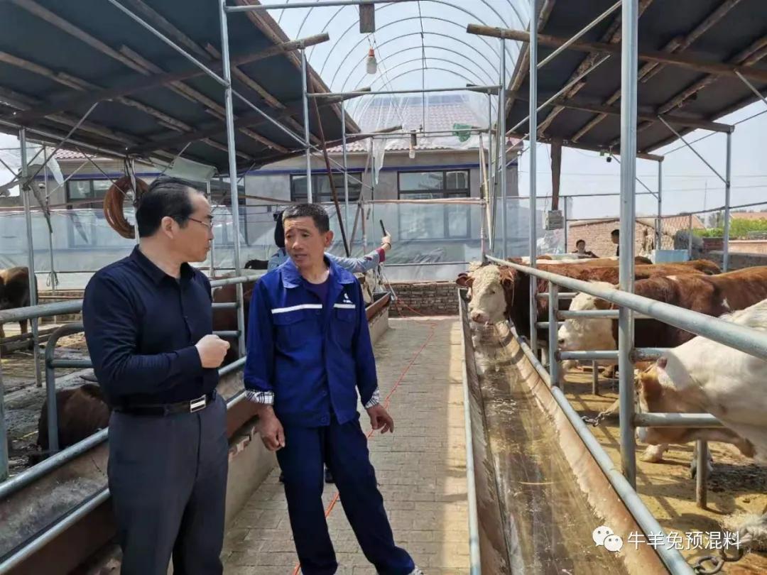 什么时间给初产母牛人工授精最好？