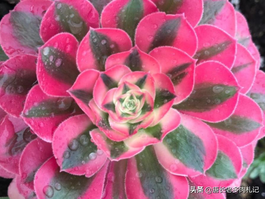 粉女巫和美杜莎法师哪个容易养,多肉法师红女巫和粉女巫区别