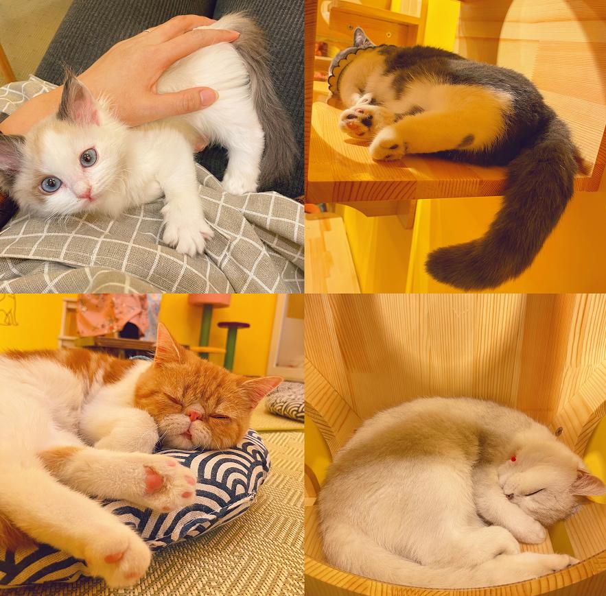 秦皇岛这只网红猫日常“巡逻”你见过吗？岛上还有这些撸猫好去处~