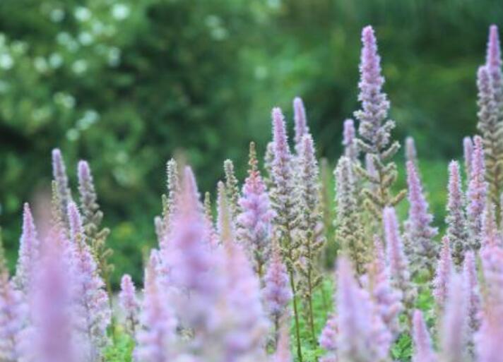落新妇耐寒程度,拯救花园植物