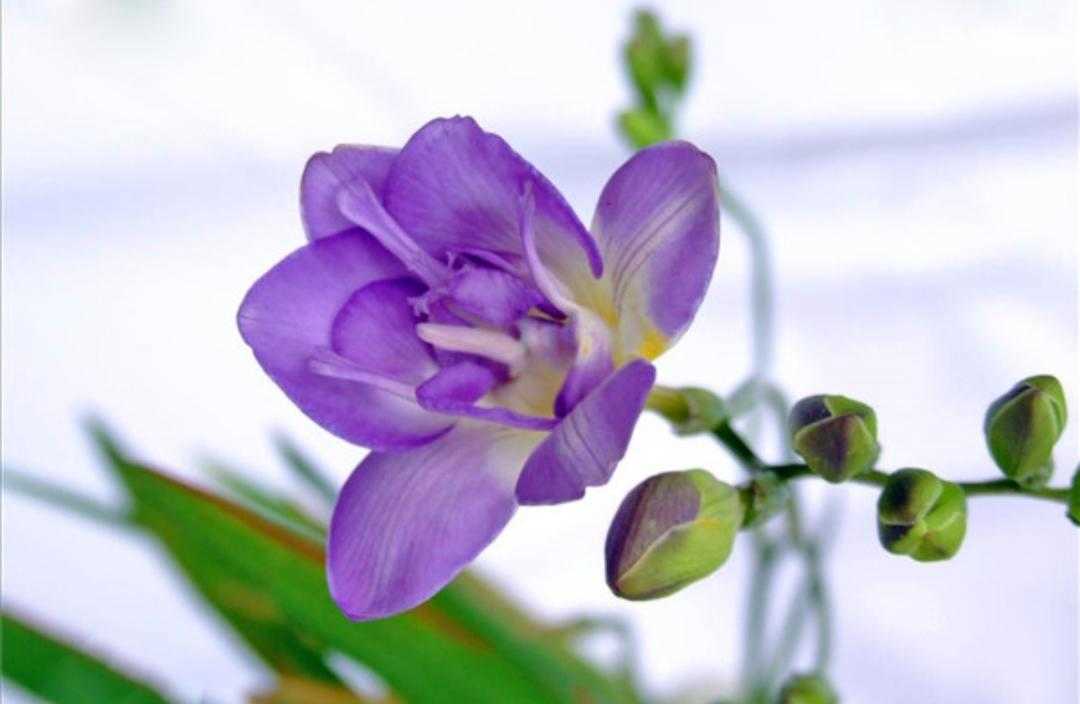 植物百科依兰花,香雪兰种植方法