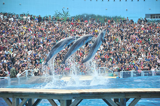 企鹅展区升级新年上新天津海昌极地海洋公园鼠年生肖票仅售9.9元