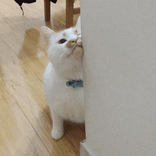 娇韵诗护肤品测评最好用的,娇韵诗莲花油的功效