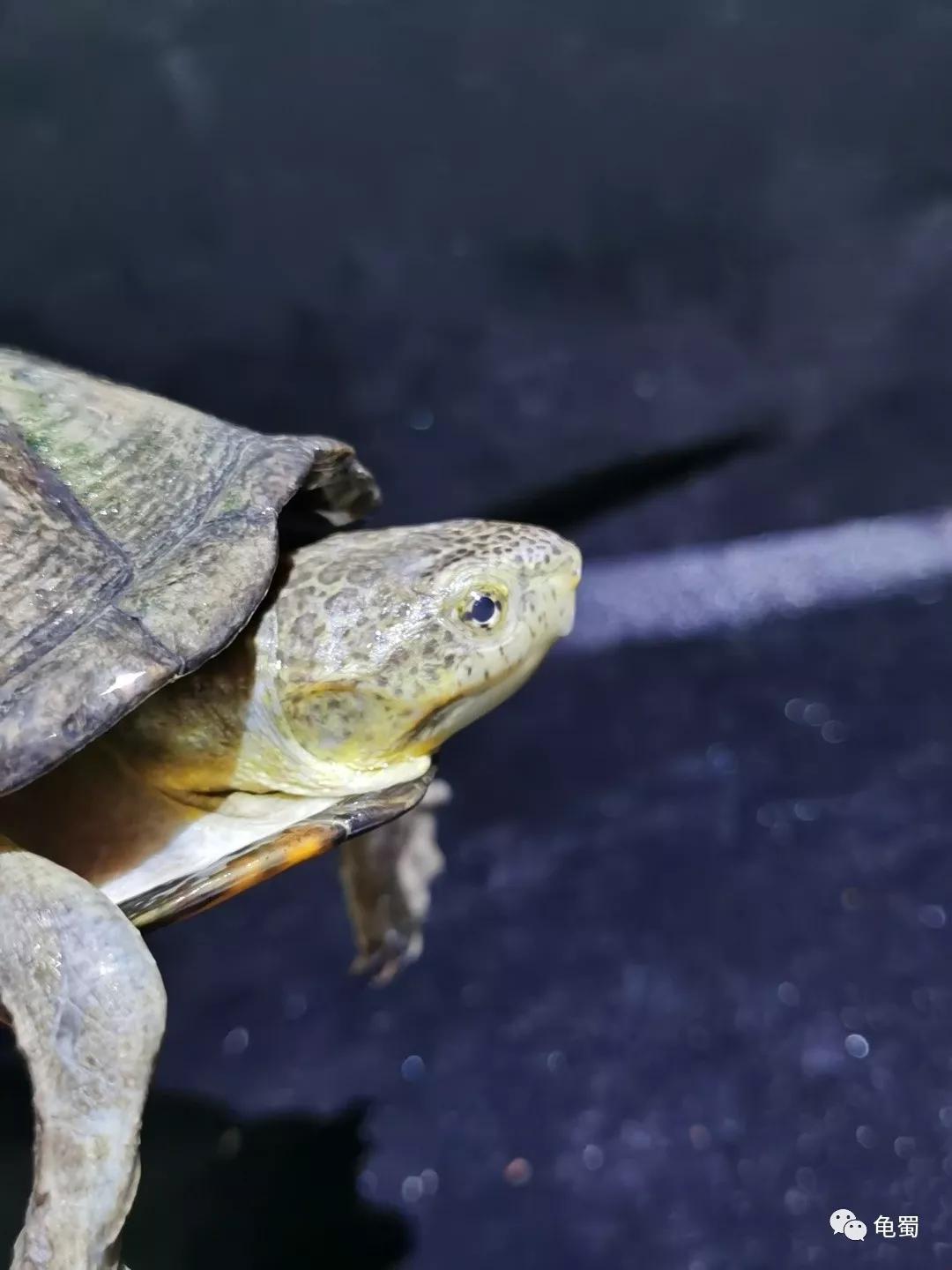 黄泽泥龟为什么冷门,泥龟冷门品种
