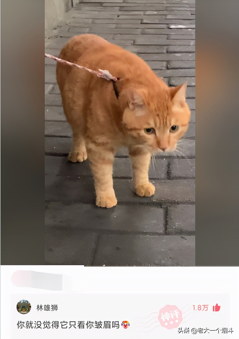 那些让你笑出猪叫的小说,三十个让你爆笑的神回复