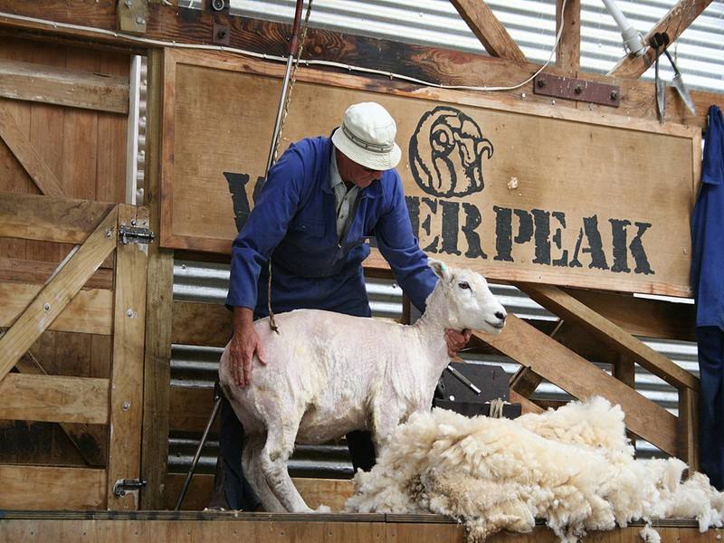 好物种草绵羊油润肤霜,紫瓶的绵羊油