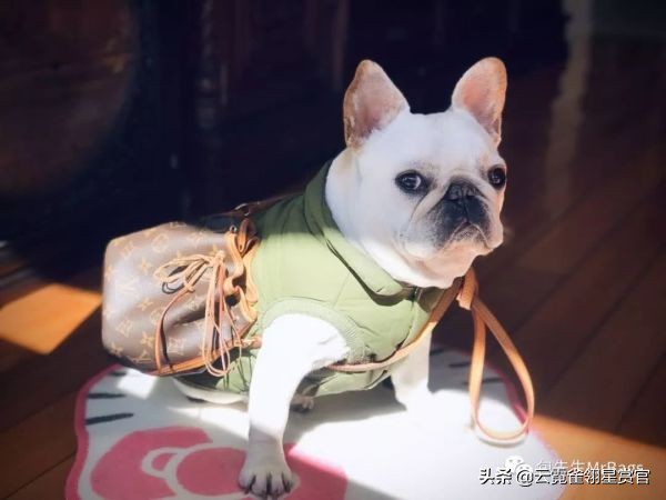 超好看的宠物包,好看又大的宠物包