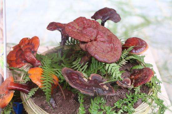 刚采的灵芝如何处理,野生灵芝怎么处理不会有毒