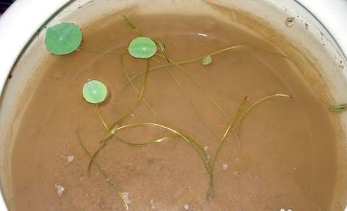 碗莲为什么不开花怎样养才能开花,碗莲怎么养才能开花又快又多