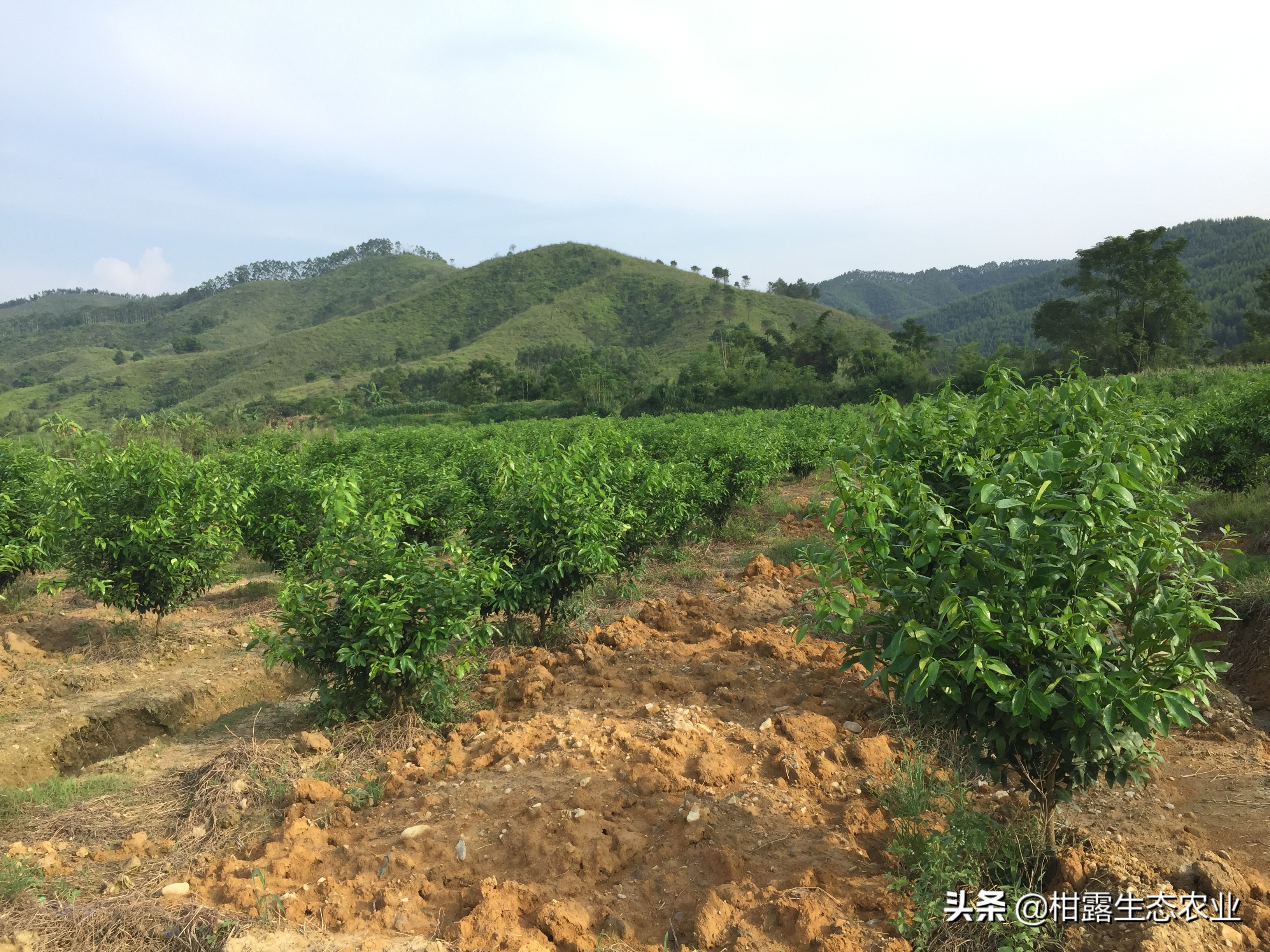 肥料产业新方向,液体肥肥料市场的新宠