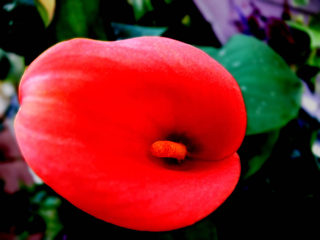 马蹄莲夏季怎么养才能开花快,马蹄莲怎样养才能爆花