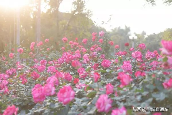 深圳小众主题公园免费,深圳所有景区