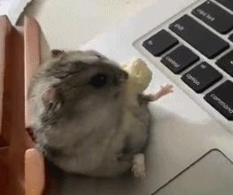 小仓鼠日常生活动画,仓鼠动画日常