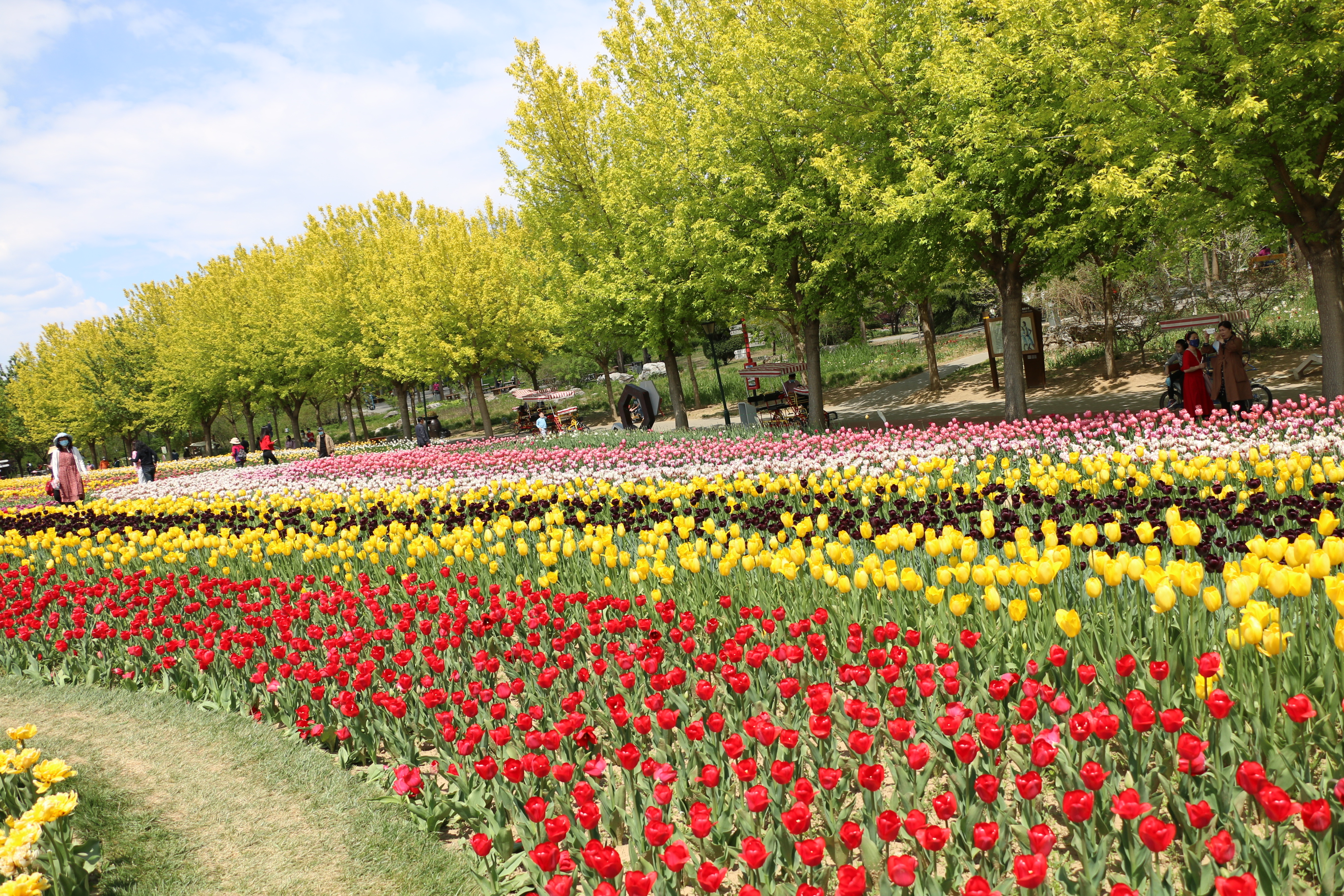 游北京国际鲜花港体会,游北京国际鲜花港需要多长时间