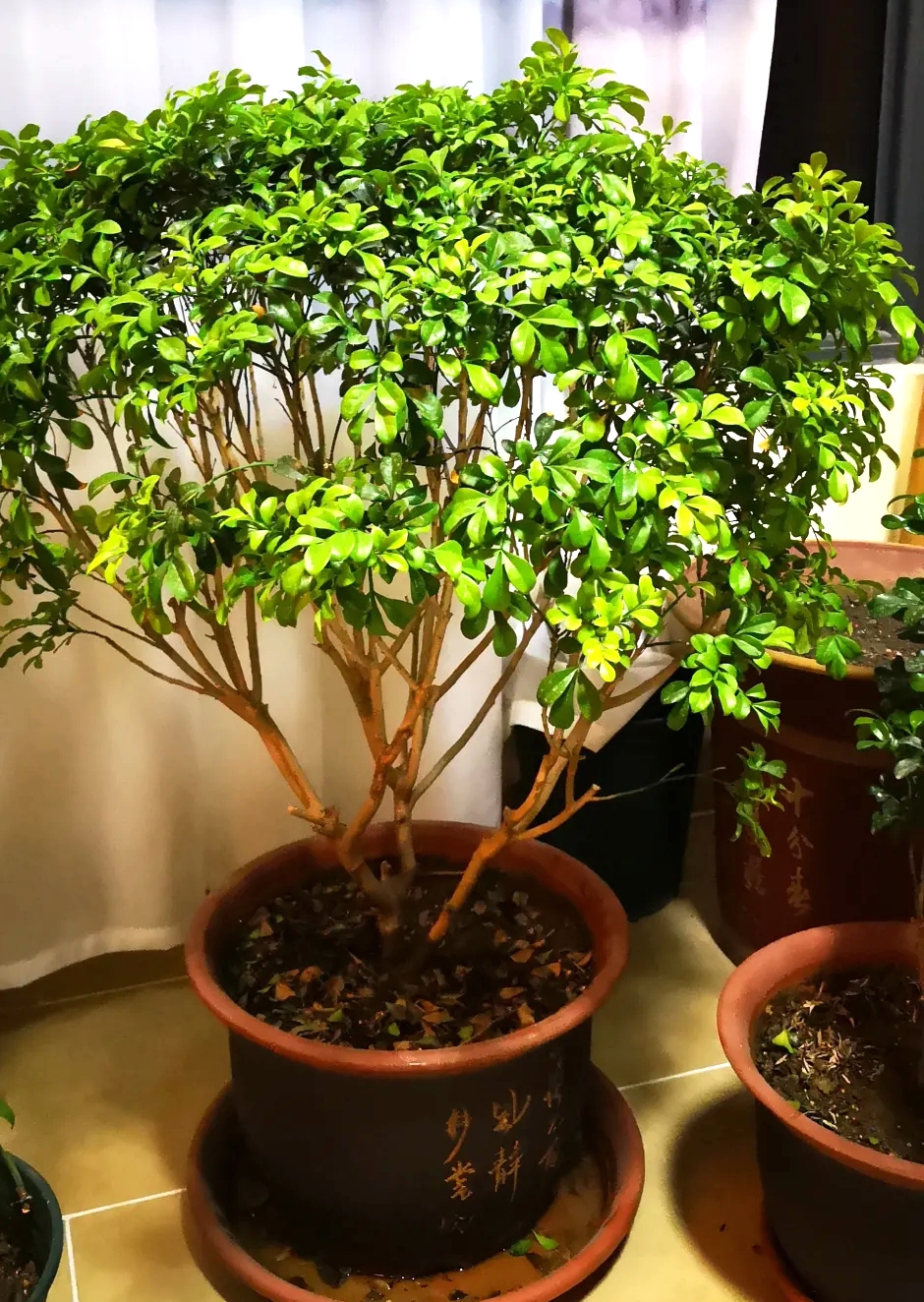 盆栽米兰花怎样过冬,怎么养米兰花盆栽