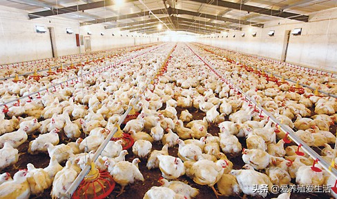 家禽h5n1禽流感疫情,禽流感新闻禽流感疫情最新消息