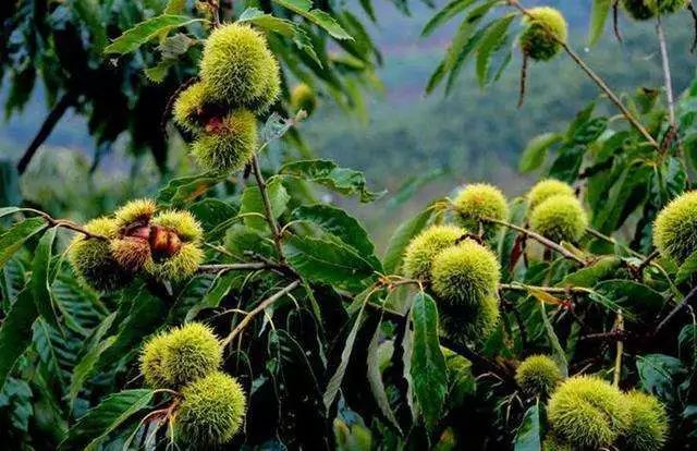 吃到童年的零食感慨万千,吃到小时候零食的回忆