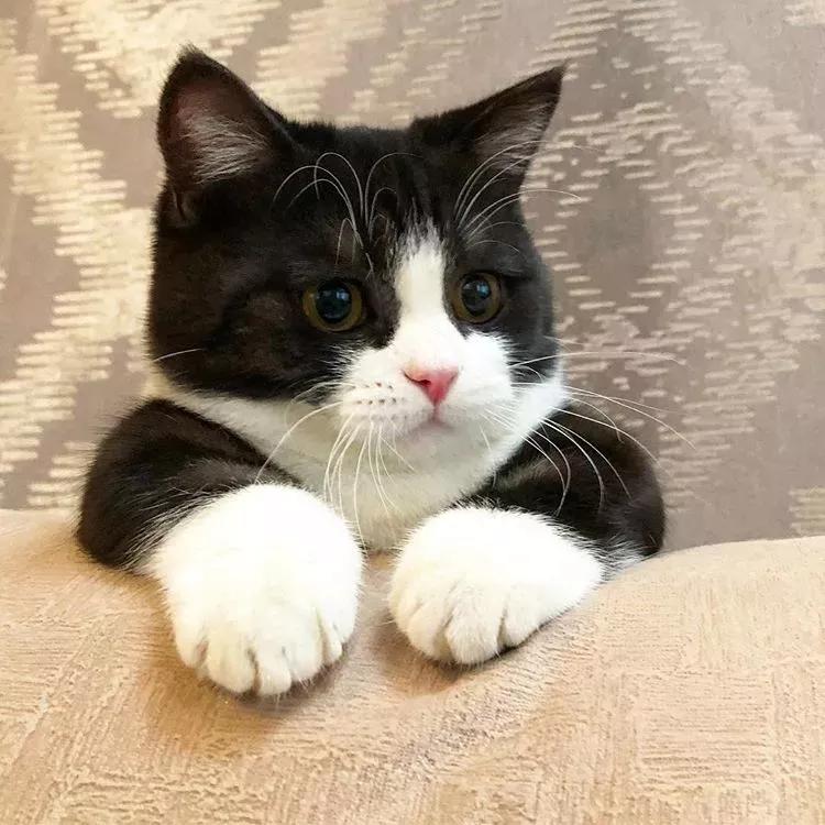 每喝一杯奶茶，就有一只猫消失