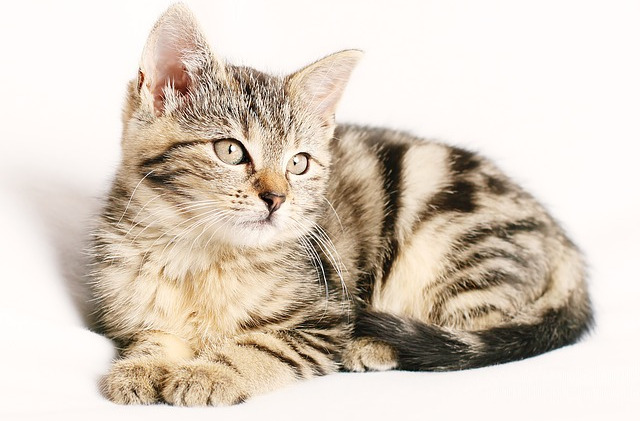 猫咪食欲不振是什么原因,猫咪食欲不振最佳解决方法