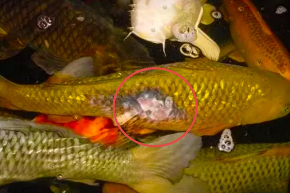 爱鲤说,夏季锦鲤鱼池怎么预防疾病