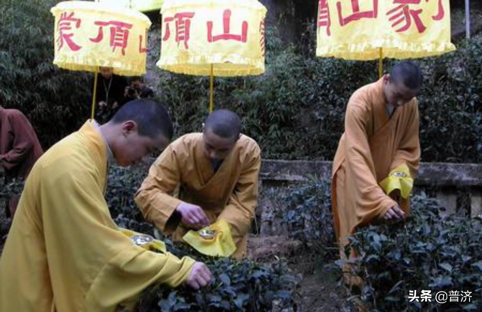 普洱古树茶花怎么喝才好喝图片,普洱茶茶花好不好喝