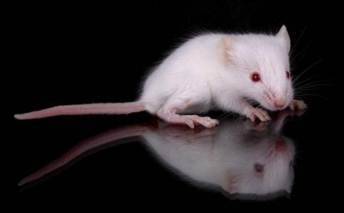 灭绝人性的三种动物实验,10种不怕死的动物