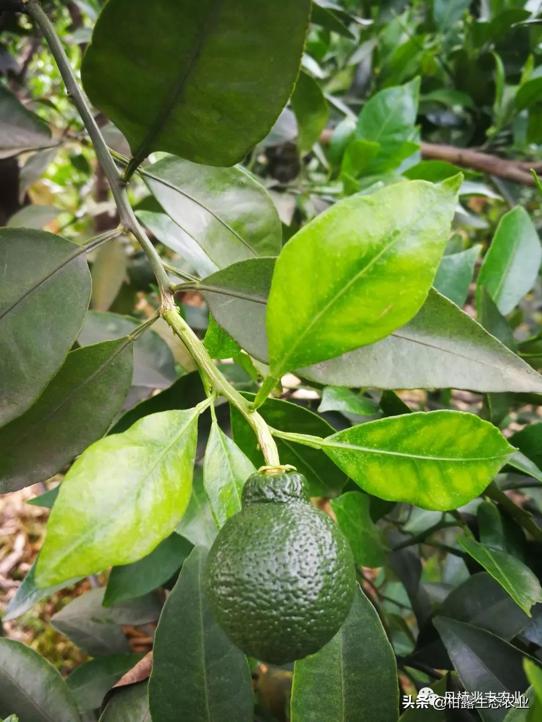 缺氮缺磷缺钾的表现,缺氮缺磷缺钾会怎么样