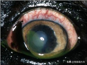 宠物健康小常识,猫咪结膜溃疡怎么引起的