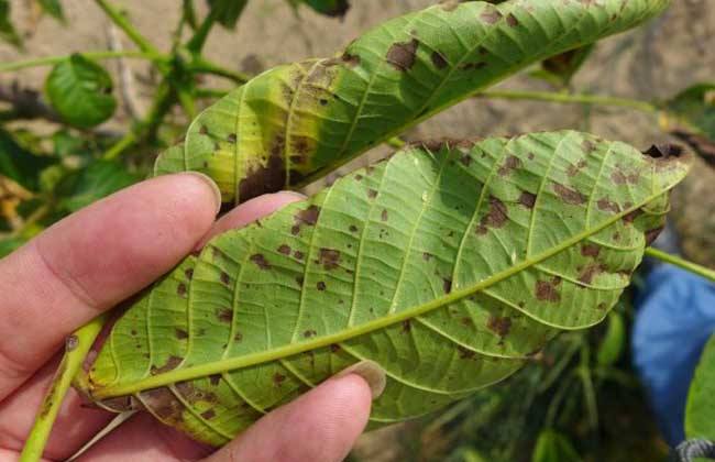 秋雨来临添衣注意事项,秋雨农作物管理