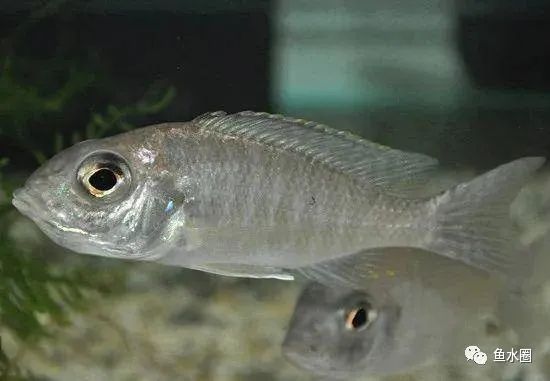 三湖慈鲷马鲷孔雀珍珠系能长多大,三湖慈鲷之孔雀