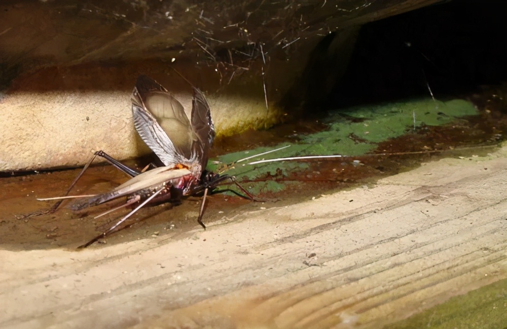 大黄蛉鸣虫什么时候养,麒蛉鸣虫如何饲养