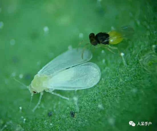 人工养殖的天敌昆虫,昆虫天敌大全