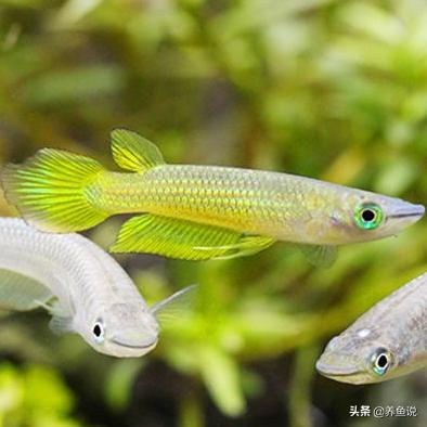 如何挑选好的观赏鱼,关于如何挑选观赏鱼