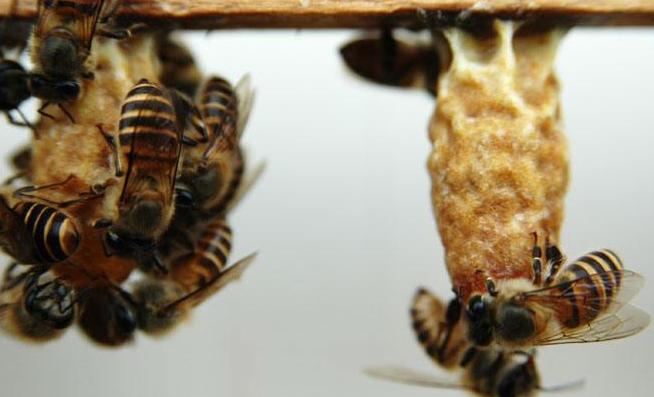 介入王台换王应注意什么,王台封盖几天可以开始介台