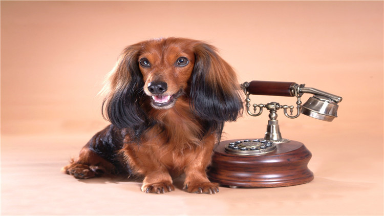 狗狗经常刨地怎么回事,狗狗频繁刨地