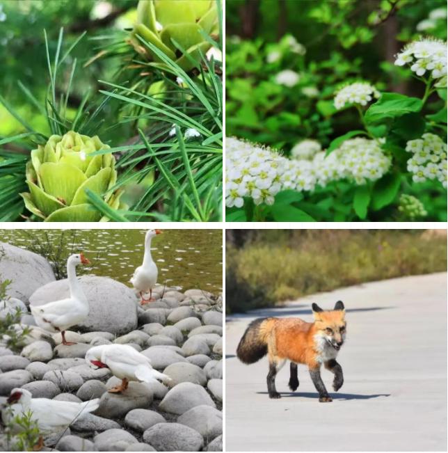 黄陵森林公园哪里好玩,黄陵国家森林公园游玩项目花费