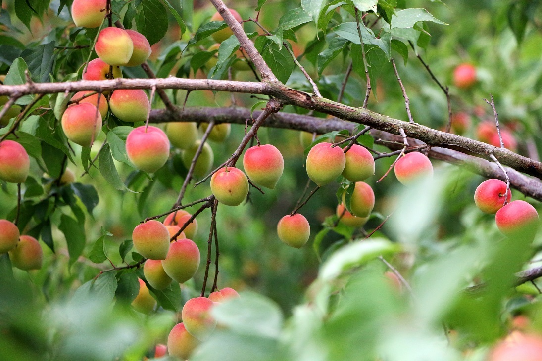 诏迎天下客，乐业青梅乡——诏安县聚力发展青梅产业